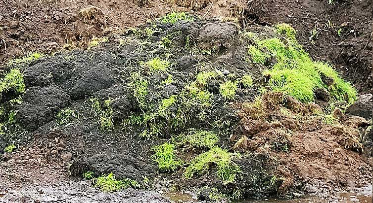 Mutterboden mit Grassoden